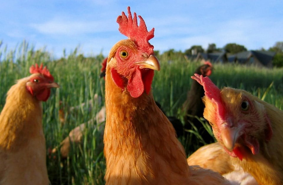 Tavuk Çiftliği Kurma Maliyeti